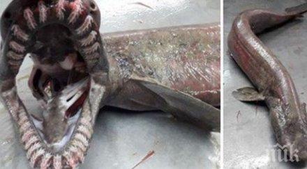 уловиха акула времето динозаврите снимки