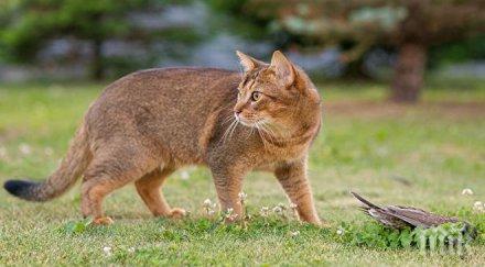 шок заподозряха улична котка убийство пенсионерка япония