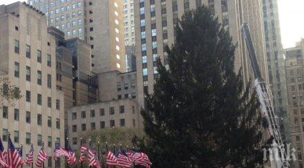 голямото дърво йорк поставено площад рокфелер