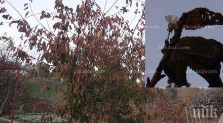 чака тежка зима черешите цъфнаха отново