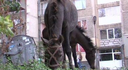 коневъди готвят протест