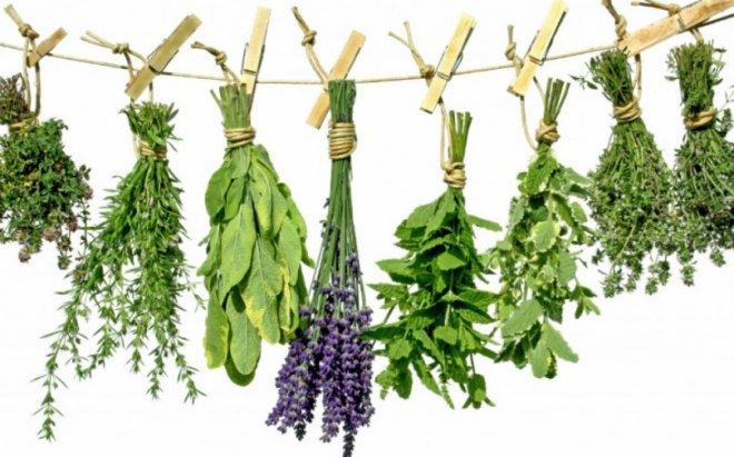 ВНИМАНИЕ, ДАМИ! 10 билки за бързо отслабване