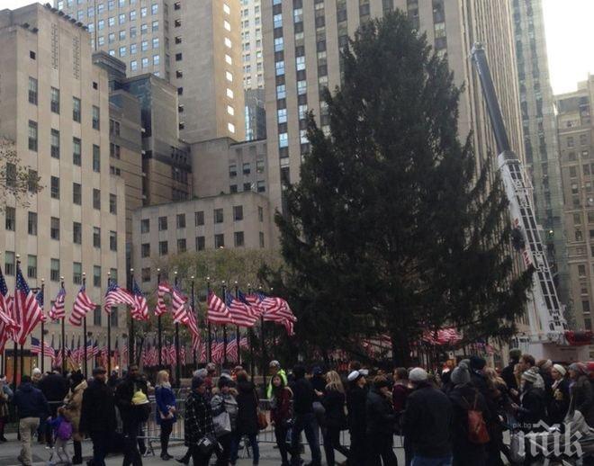 Най-голямото дърво в Ню Йорк бе поставено на площад „Рокфелер“