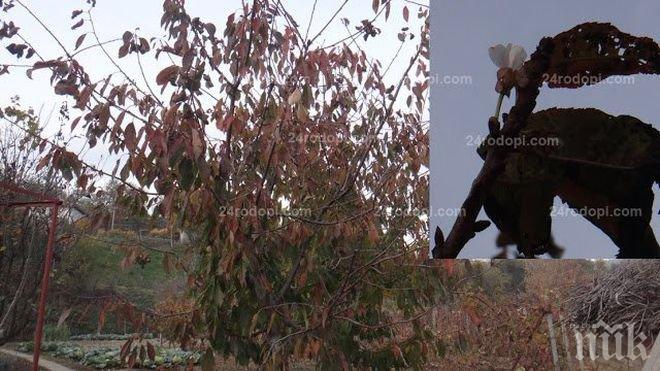 Чака ни тежка зима, черешите цъфнаха отново