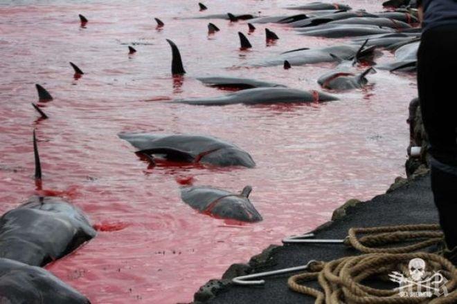 Шокиращо! Природозащитници снимаха тайно лова на китове на Фарьорските острови (СНИМКИ 18+)