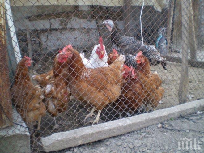 Избиват 40 000 птици заради инфлуенца в Черногорово