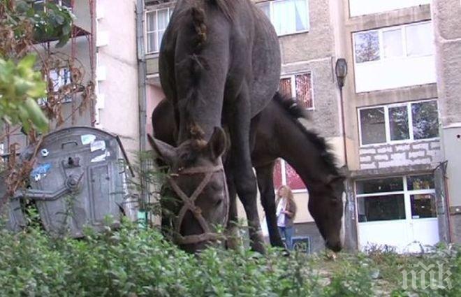 Коневъди се готвят за протест