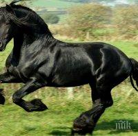 Полицията арестува кон за вандализъм