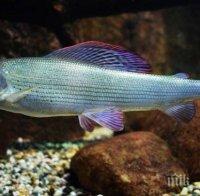 Няма да повярвате! Ето защо рибата в реките става агресивна