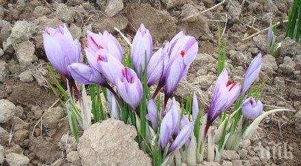 тотален бизнес правим шафран световно ниво