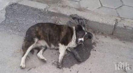 изроди тровят кучета котки ахтопол