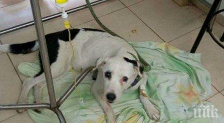 вярност куче умря летище мъка стопаните