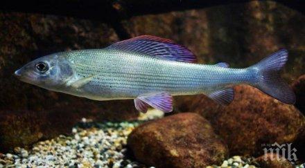 повярвате рибата реките става агресивна