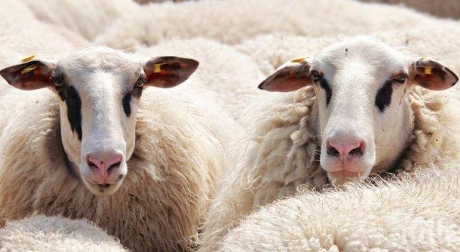 Меле с 400 овце блокира пътя Русе-Разград