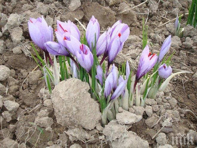 ТОТАЛЕН БИЗНЕС! Правим шафран на световно ниво