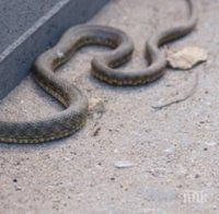 Змии налазиха наводнените бургаски села