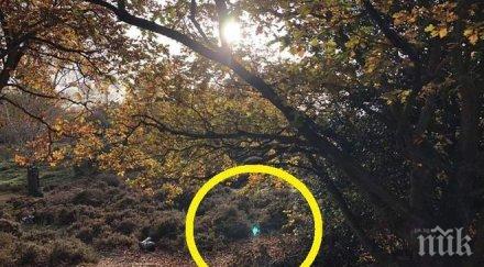 сензация мъж снима гората портал друго измерение снимка