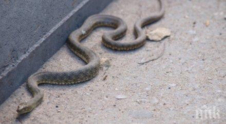 змии налазиха наводнените бургаски села