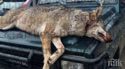 отстреляха вълчица елешница