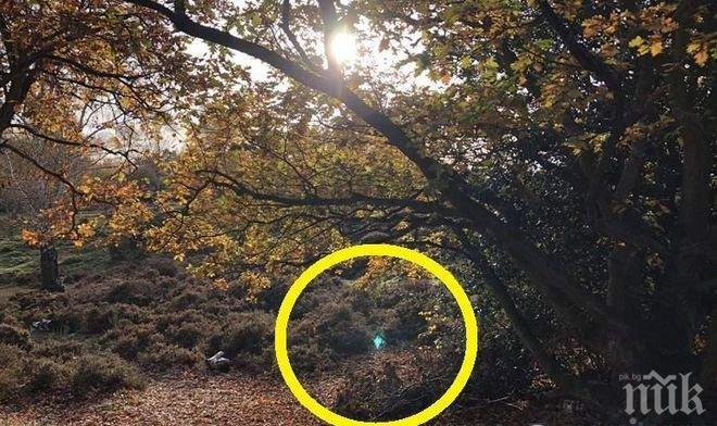 СЕНЗАЦИЯ! Мъж снима в гората портал към друго измерение (СНИМКА)