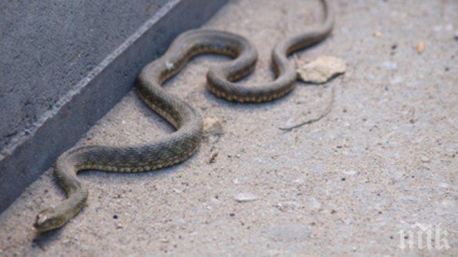Змии плъзнаха в центъра на Благоевград след обилните дъждове
