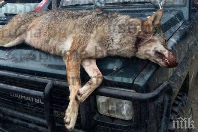Отстреляха вълчица в Елешница