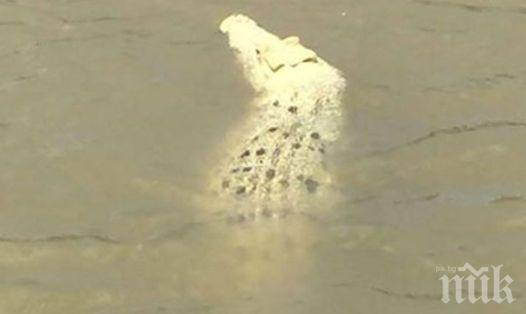 ЧУДО!Заснеха крокодил албинос в австралийска река