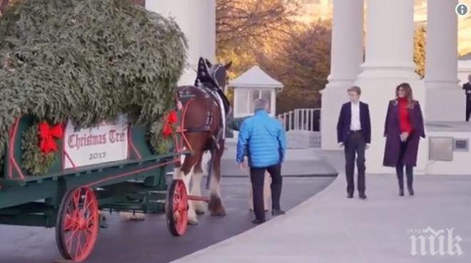 Мелания и Барън Тръмп  приеха коледната елха за Белия дом