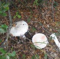 ЛАКОМИЯ! Роми берат душа след натравяне с гъби