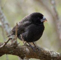 Учени откриха птици, които еволюират в нов вид