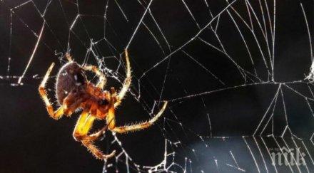 внимание ядем паяци докато спим