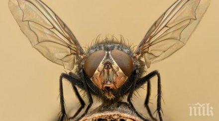 научно доказано страхуваме мухите