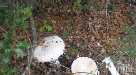 лакомия роми берат душа натравяне гъби