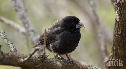 учени откриха птици еволюират нов вид