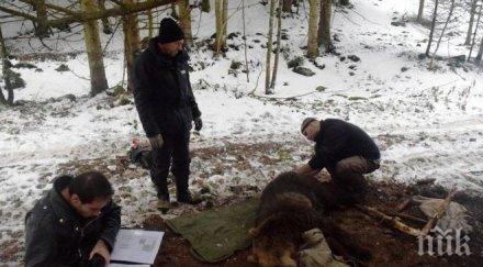 изроди гръмнали годишния мечок пламен