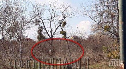 скандално пуснаха свобода жестоки цигани рецидивисти пребили общински съветник