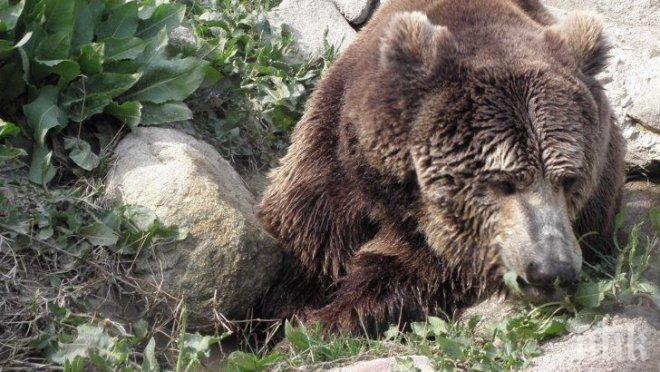 Застреляха мечка в Казанлъшко