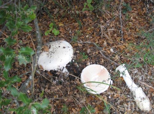 ЛАКОМИЯ! Роми берат душа след натравяне с гъби