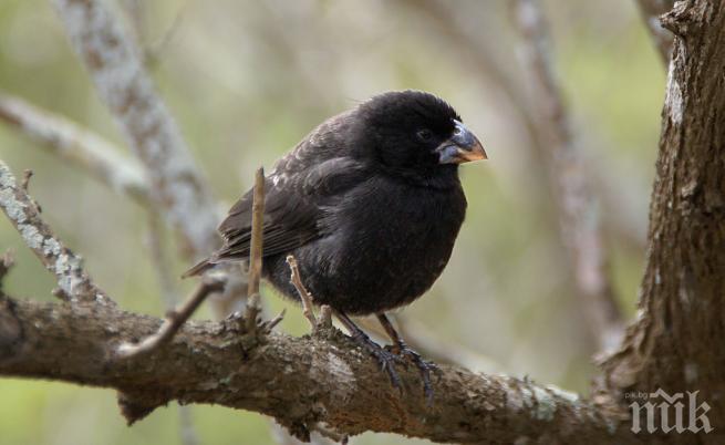 Учени откриха птици, които еволюират в нов вид