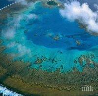 Част от коралите в Големия бариерен риф са резистентни към избелването