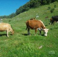 Опасно! В Испания бе потвърден случай на болестта луда крава