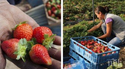 шок брекзит удря ягодовата продукция великобритания