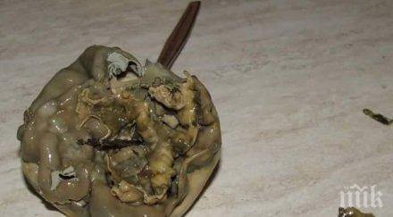 отврат извадиха мухлясал парцал кутия натурален сок снимки