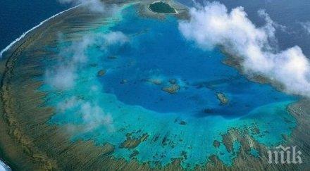 част коралите големия бариерен риф резистентни избелването