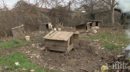 затвориха един нелегален кучкарник варна