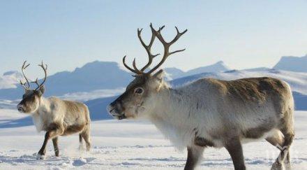 шок норвежки влакове убиха 100 северни елена дни видео