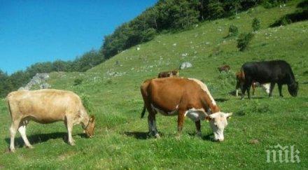 опасно испания потвърден случай болестта луда крава