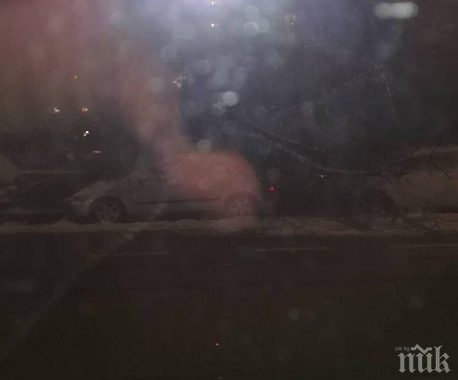 ПЪРВО В ПИК! Леден кошмар в София! Дърво смачка кола на централен столичен булевард