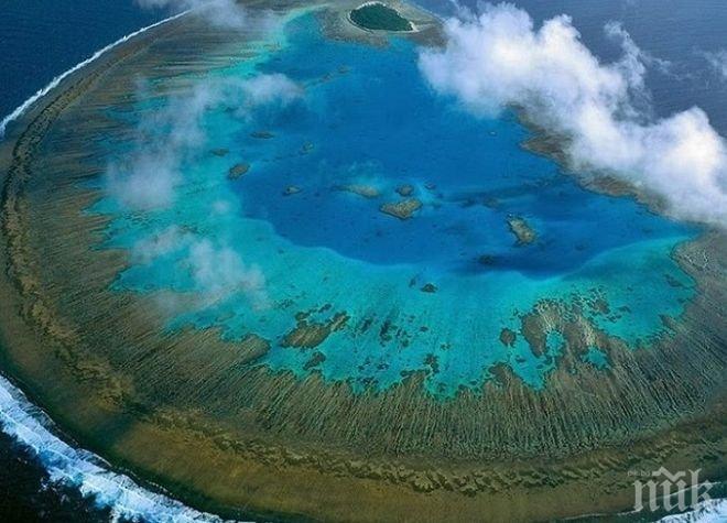Част от коралите в Големия бариерен риф са резистентни към избелването