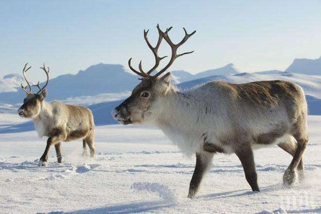 ШОК! Норвежки влакове убиха над 100 северни елена за дни (ВИДЕО 18+)